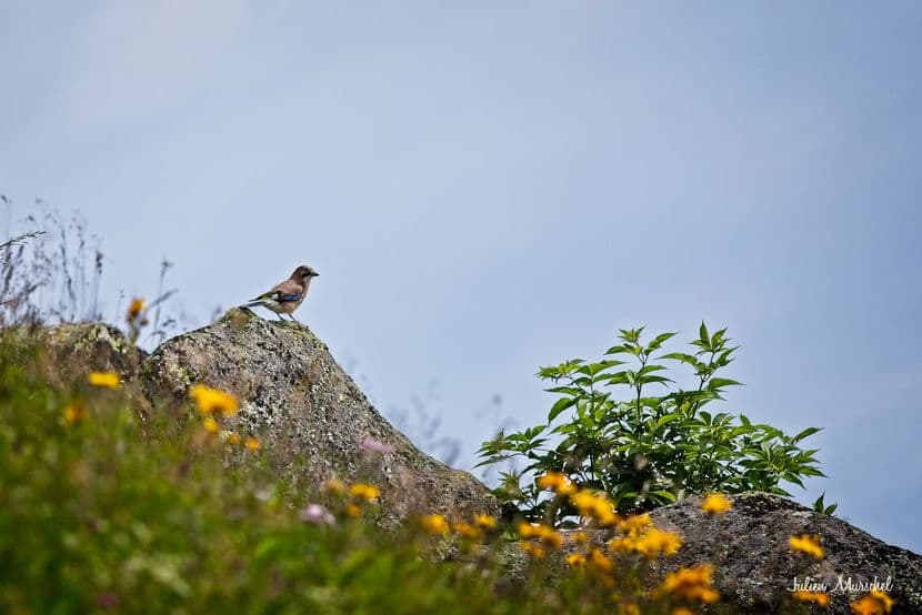 Geai des chênes 03