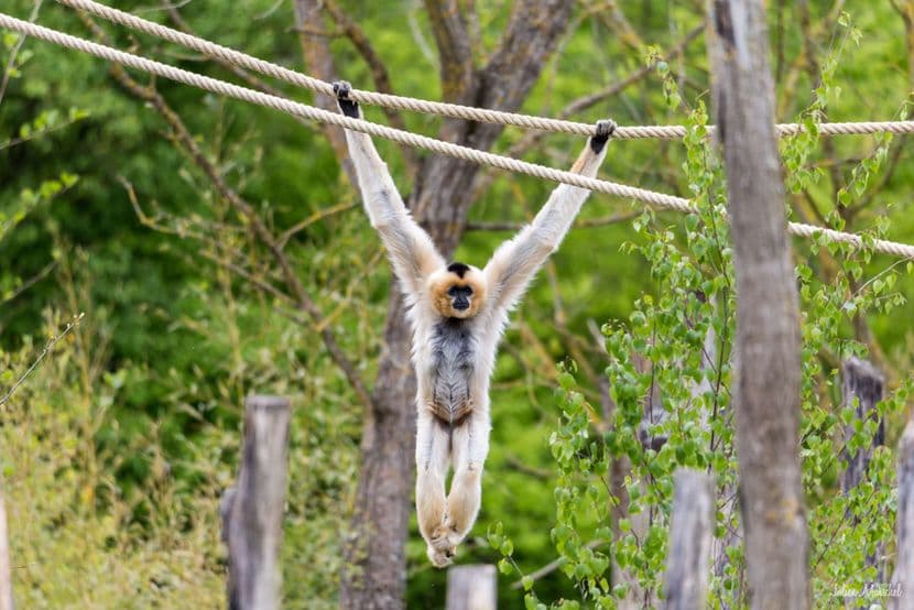 Gibbon 01