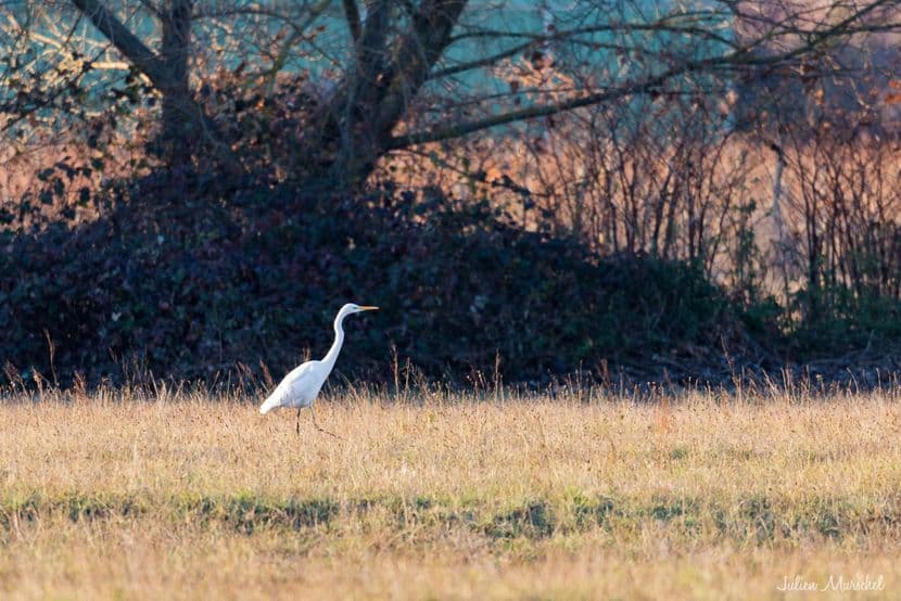 Grande aigrette 12