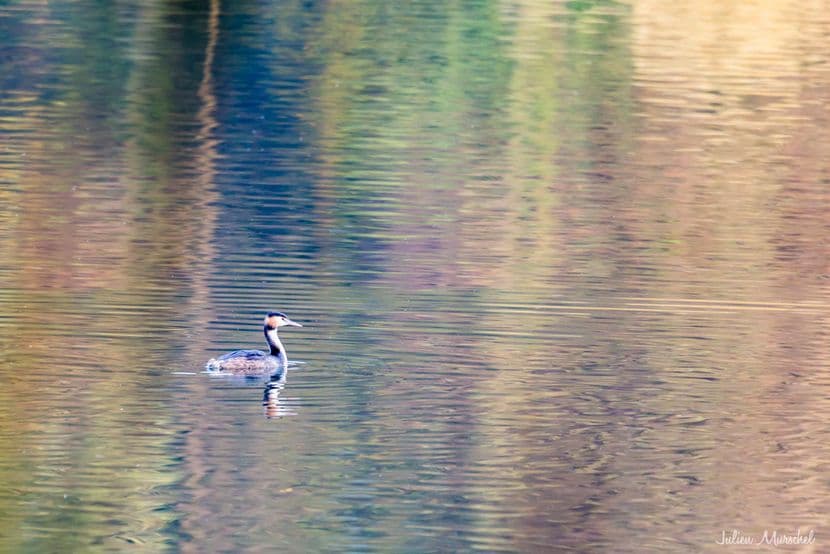 Grèbe huppé 06