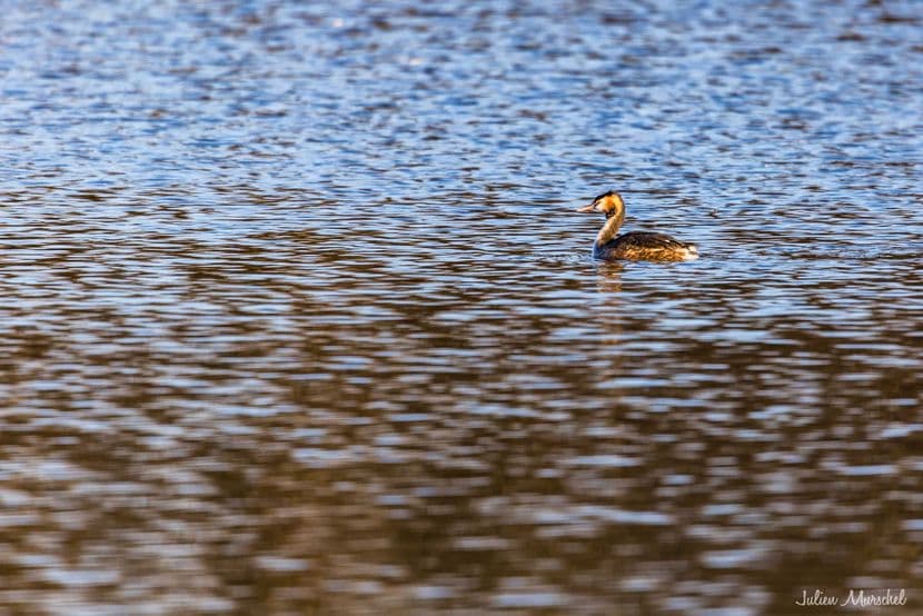 Grèbe huppé 09
