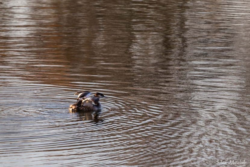 Grèbe huppé 10