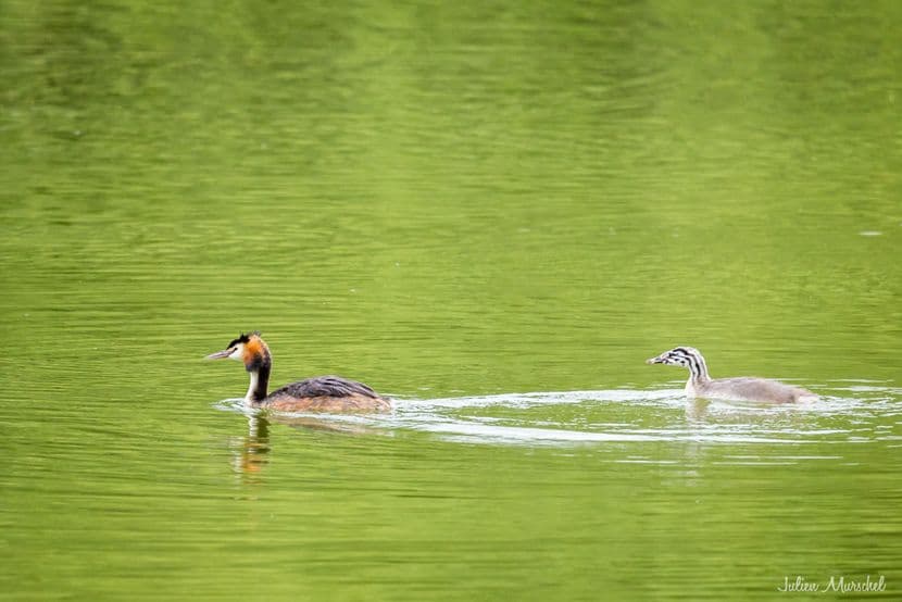 Grèbe huppé 15