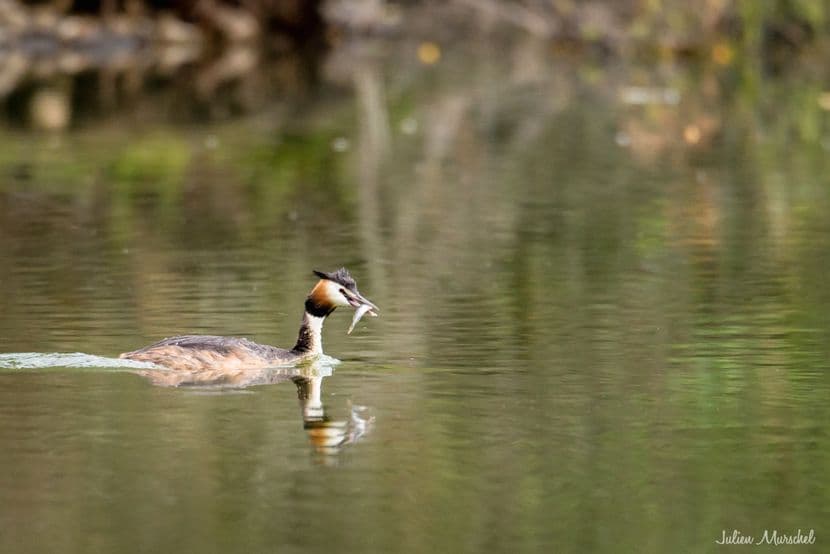 Grèbe huppé 17