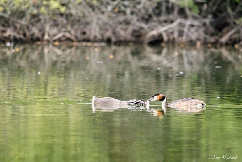 Grèbe huppé 19