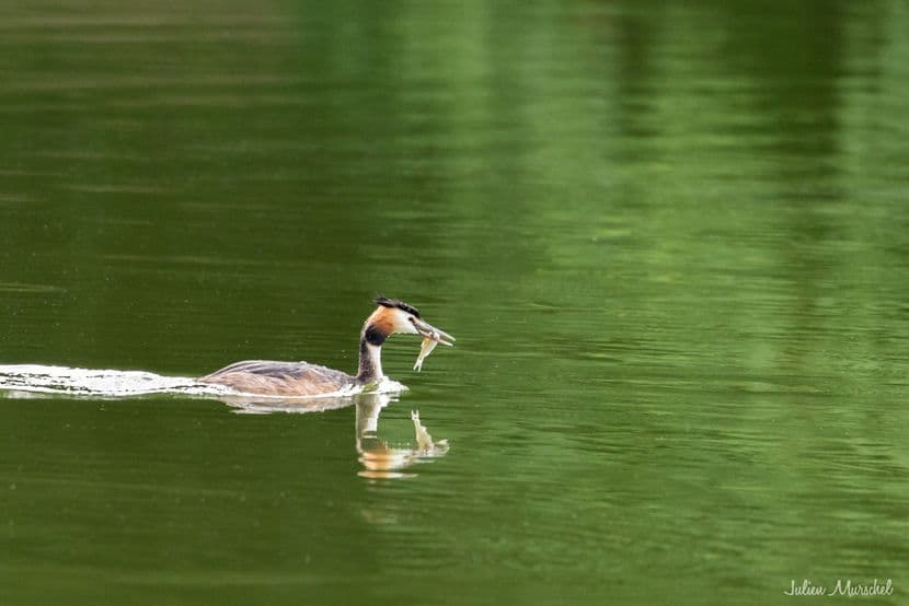 Grèbe huppé 23