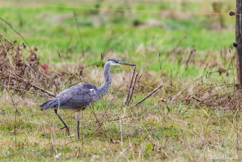 Héron cendré 03