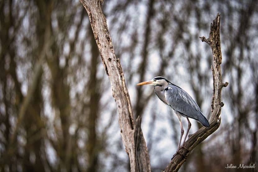 Héron cendré 11