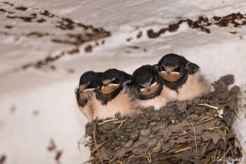 Hirondelle rustique 01