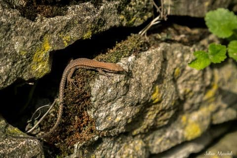 Lézard des murailles 02
