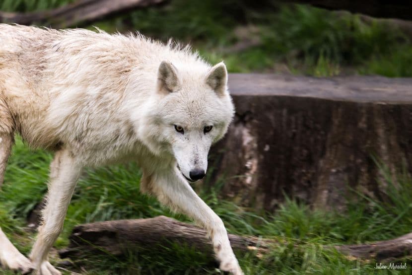 Loup blanc arctique 01