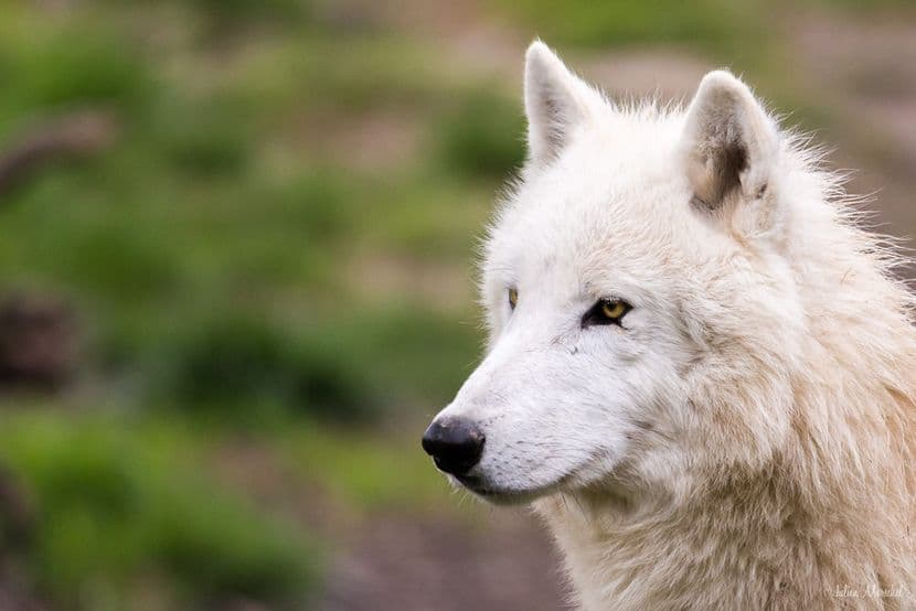 Loup blanc arctique 02
