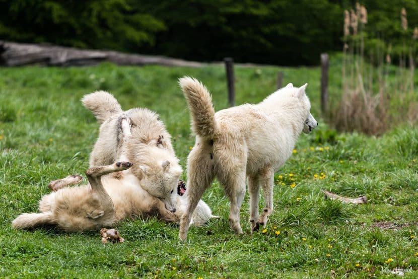 Loup blanc arctique 03