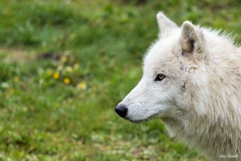 Loup blanc arctique 04