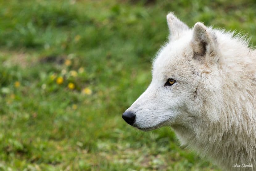 Loup blanc arctique 04