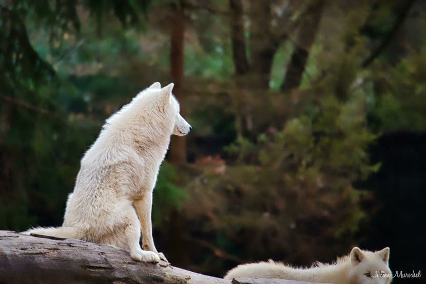 Loup blanc arctique 07