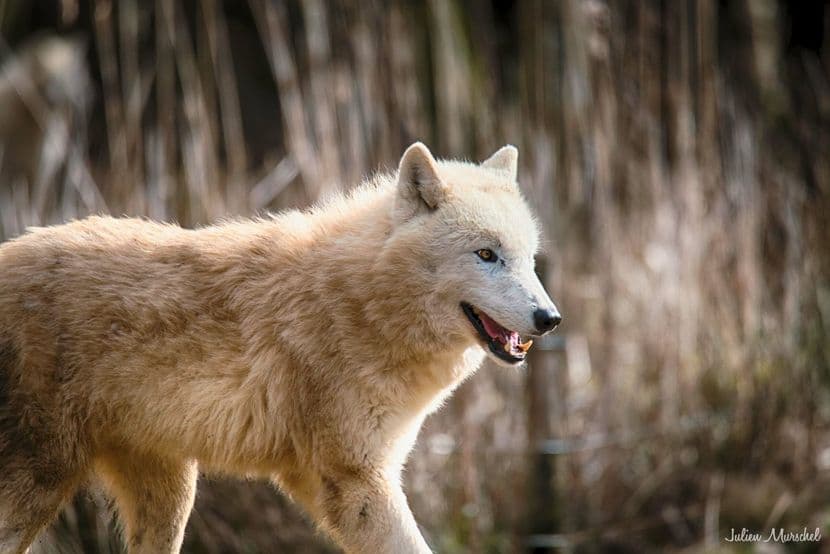 Loup blanc arctique 09