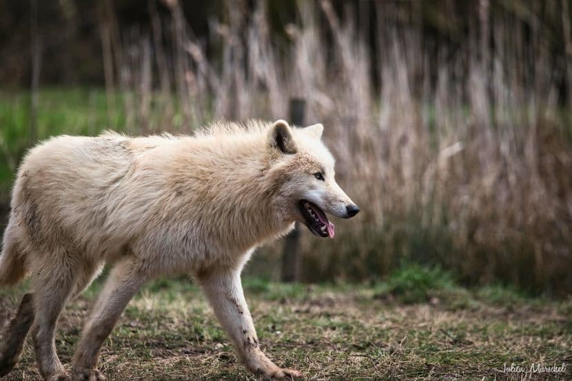 Loup blanc arctique 11