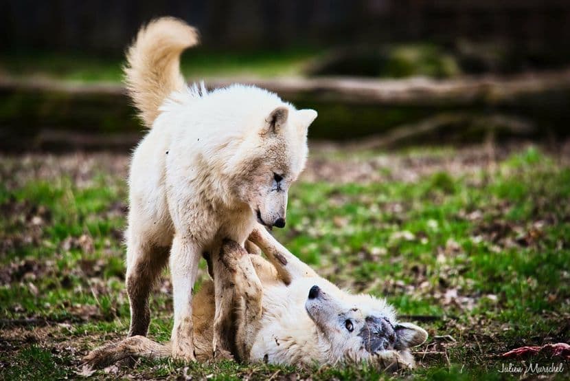 Loup blanc arctique 12