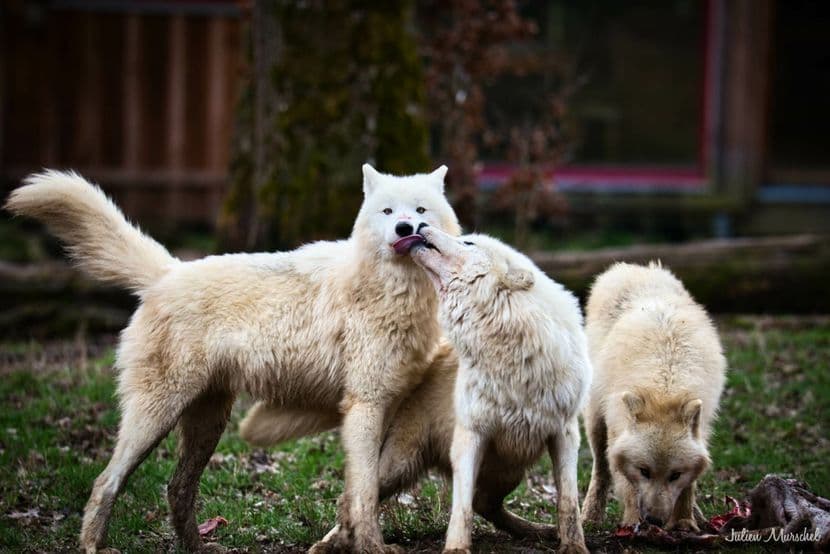 Loup blanc arctique 13