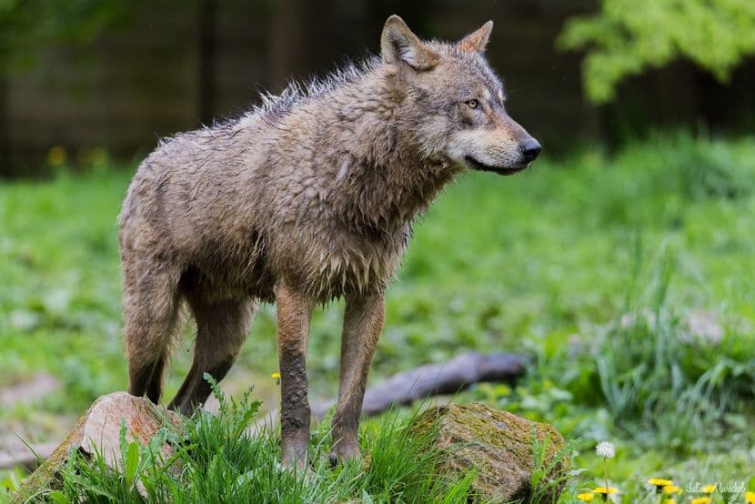 Loup gris d'Europe 04