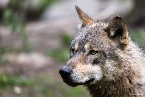 Loup gris d'Europe 05