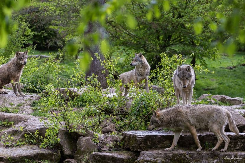 Loup gris d'Europe 12