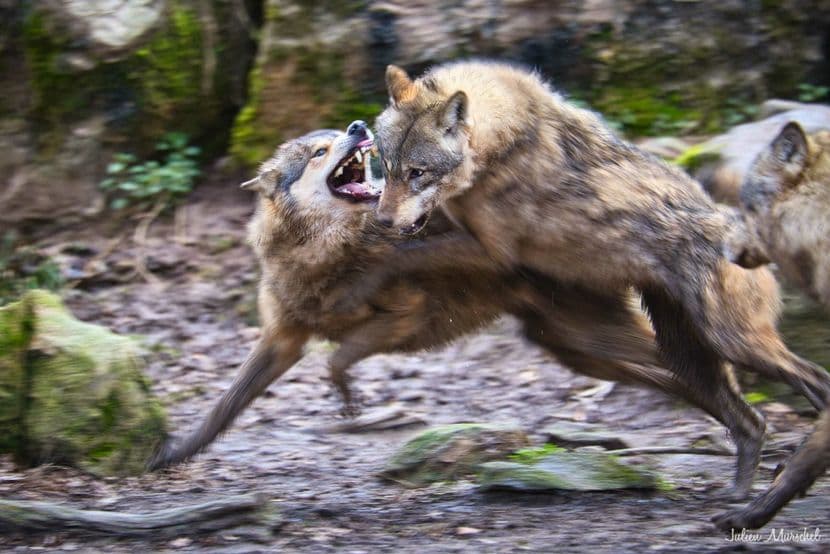 Loup gris d'Europe 20