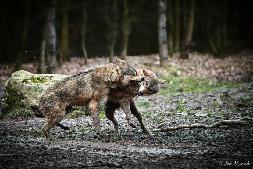 Loup gris d'Europe 22