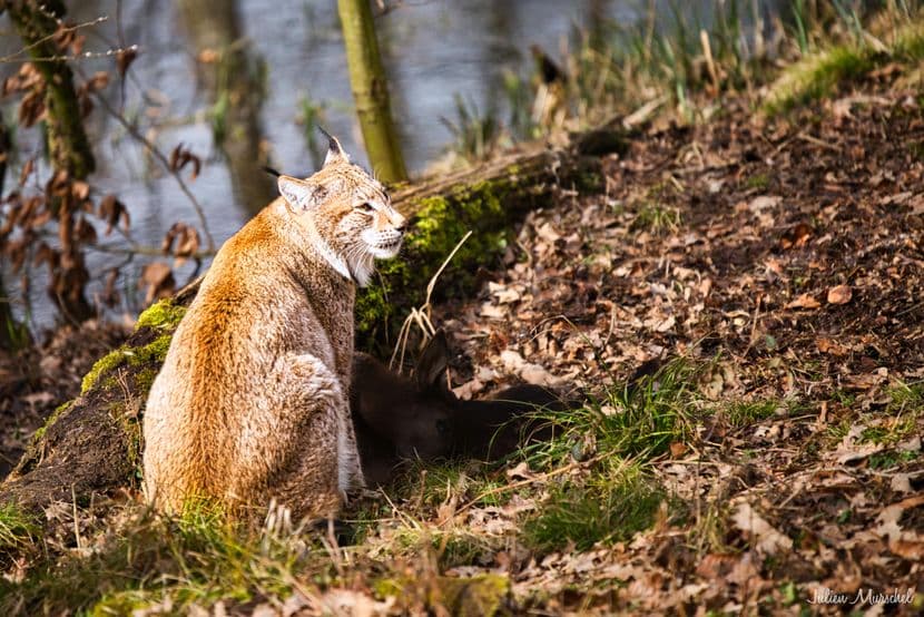 Lynx boréal 07