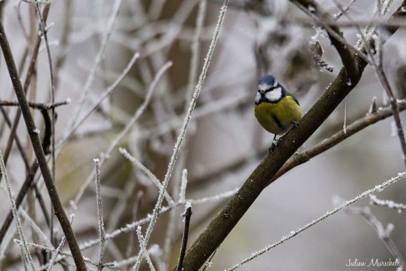 Mésange 01