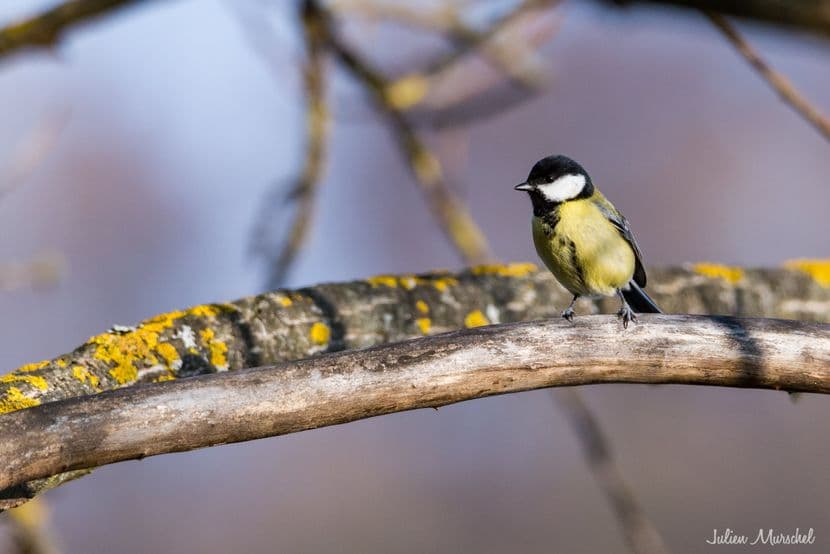 Mésange 03