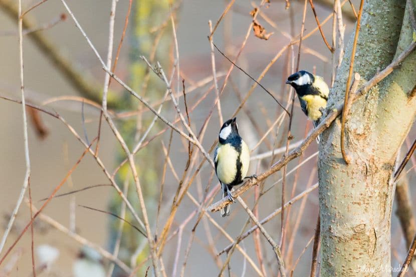 Mésange 06