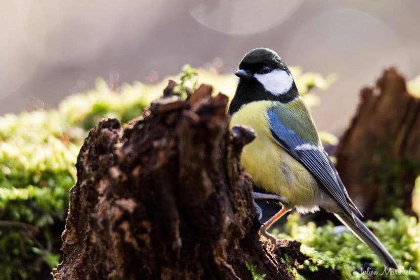 Mésange 08