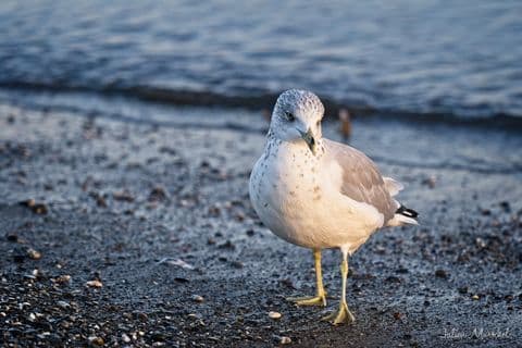 Mouette et cie 08