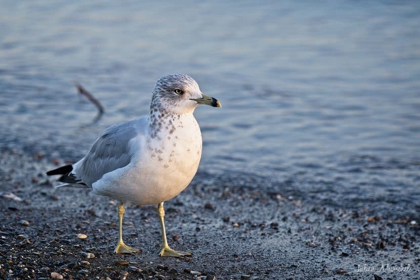 Mouette et cie 09