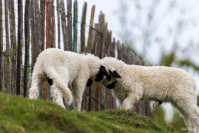 Mouton et Chèvre 01