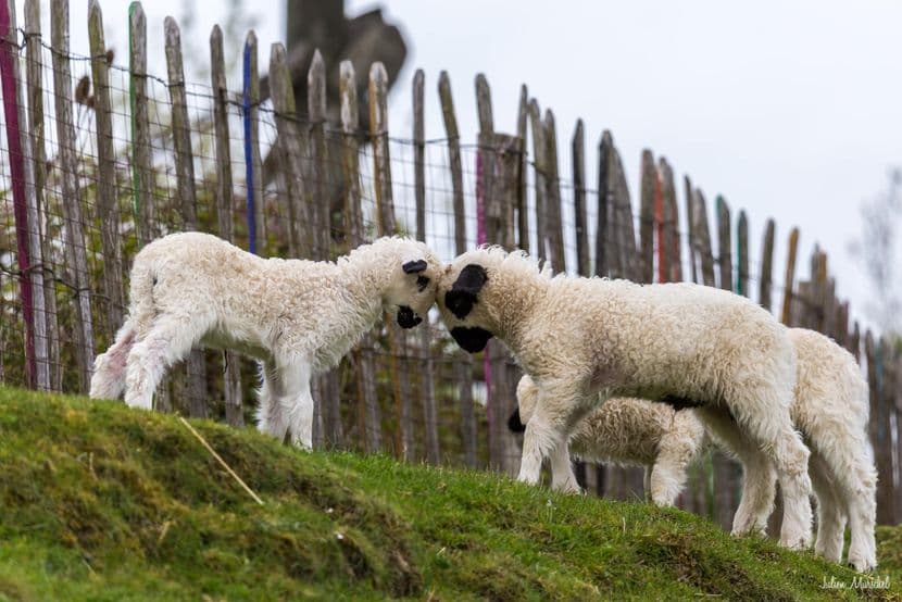Mouton et Chèvre 02