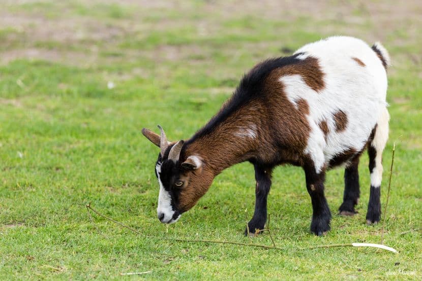 Mouton et Chèvre 03