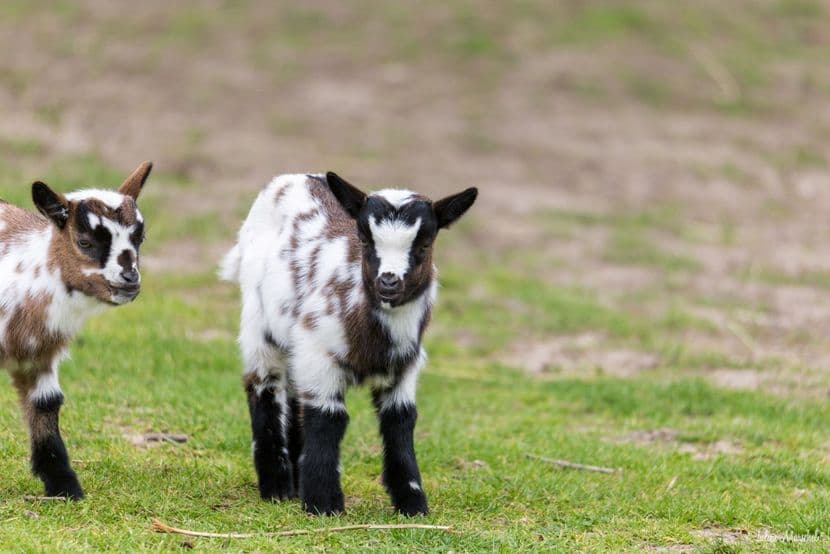Mouton et Chèvre 04