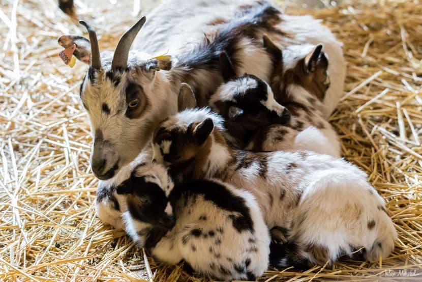 Mouton et Chèvre 05