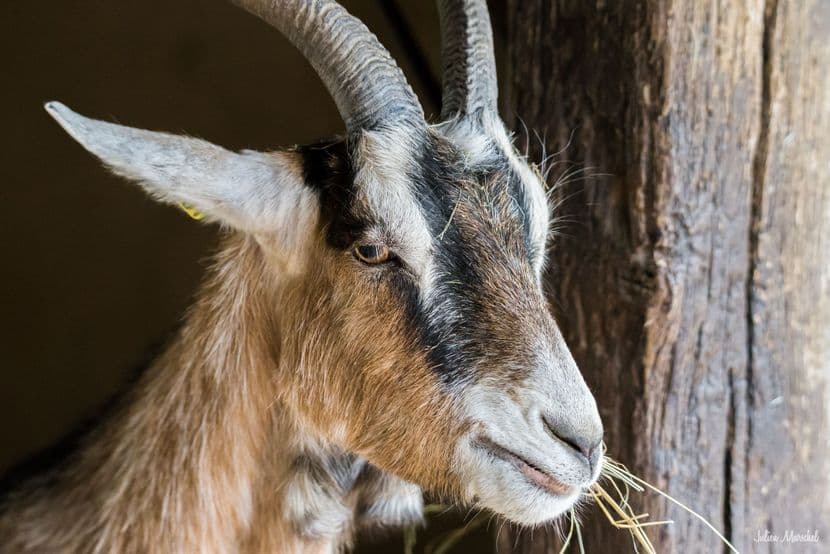 Mouton et Chèvre 06