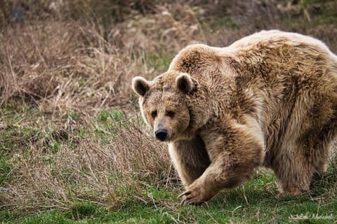 Ours brun d'Europe 08