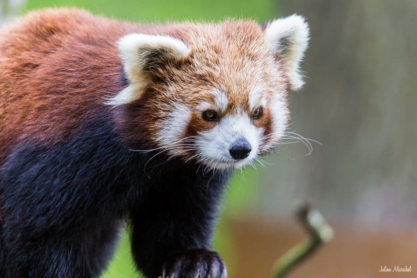 Panda roux 01