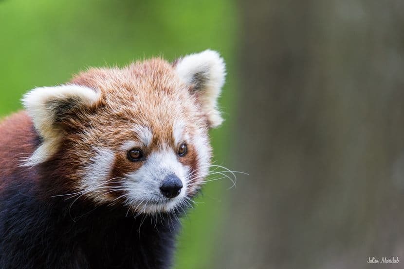 Panda roux 02