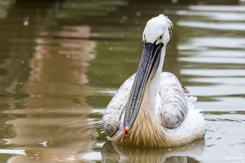 Pélican frisé 02