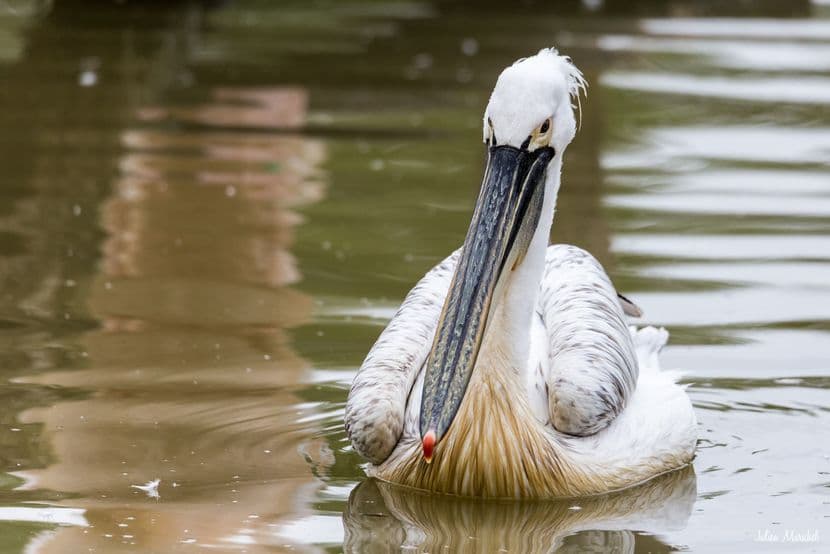 Pélican frisé 02
