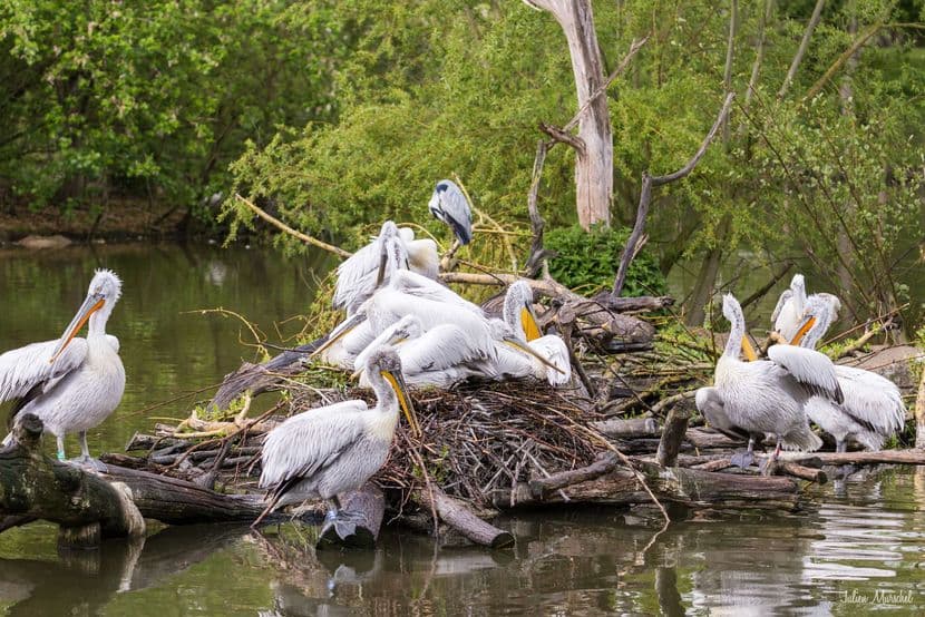 Pélican frisé 04