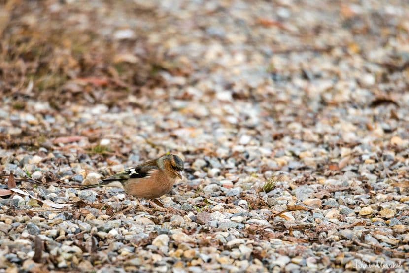 Pinson des arbres 01