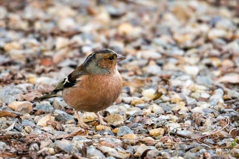 Pinson des arbres 02